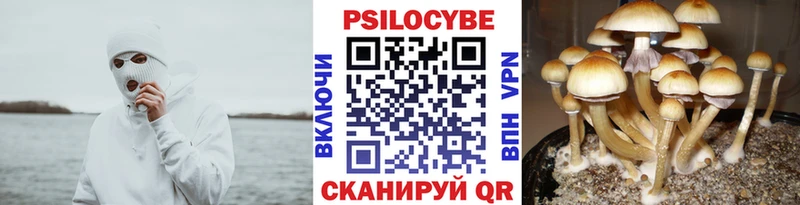 Галлюциногенные грибы Psilocybe  Ессентуки 